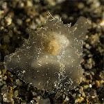 Lamellaria sp. E